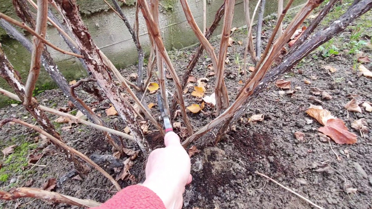 Wie man Johannisbeeren nach der Ernte richtig schneidet: praktische Tipps von Gärtnern