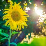 Hitze im Norden Deutschlands Wetter, Risiken, Tipps