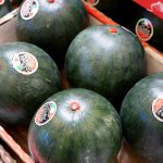 Kalabrien Bauern vernichten Wassermelonen wegen Preisen