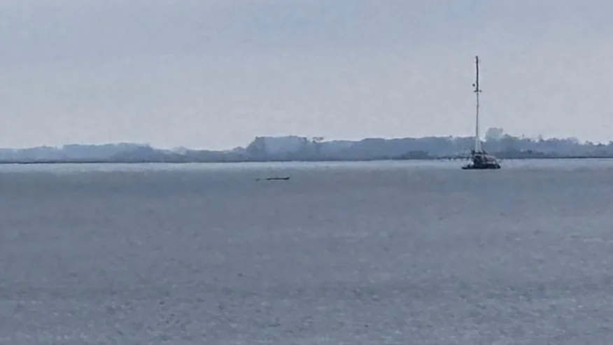 Buckelwal in der Wismarer Bucht gesichtet: Was bisher bekannt ist