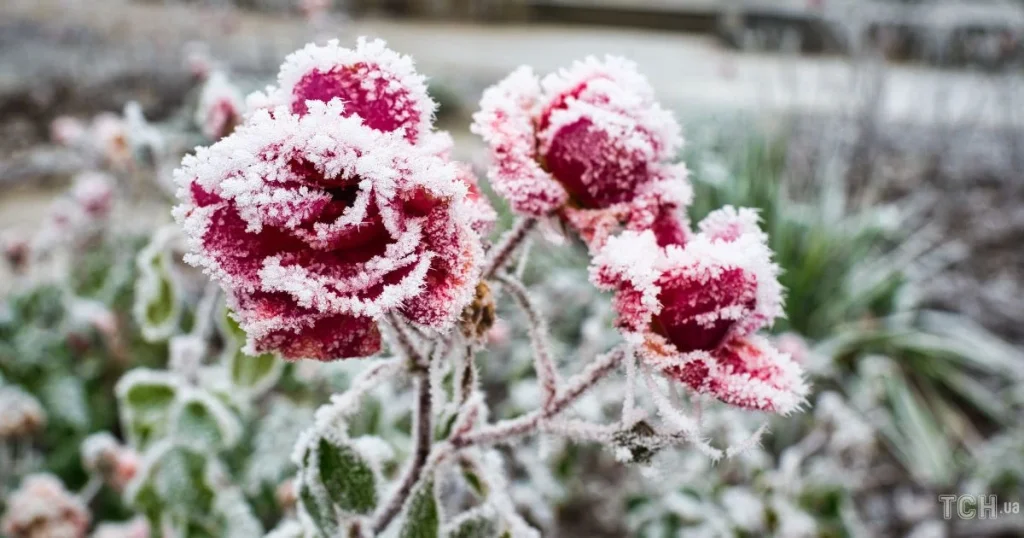 Wetter Deutschland 2026: Frostwarnung für Landwirtschaft