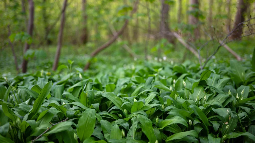 Bärlauch sammeln in SWR3Land: Regeln, Bußgelder und Gefahren 2026