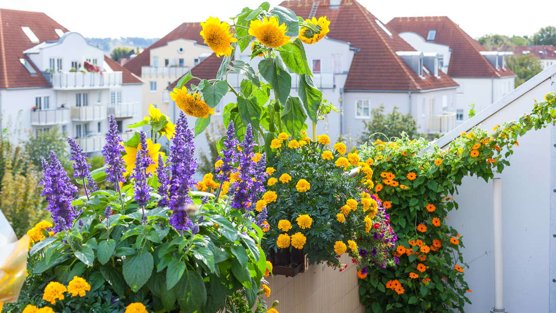 Balkonpflanzen im MietrechtЬ in Deutschland: Welche Regeln für Pflanzen, Hochbeete und Blumenkästen gelten