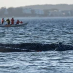Buckelwal in der Wismarer Bucht gesichtet: Was bisher bekannt ist