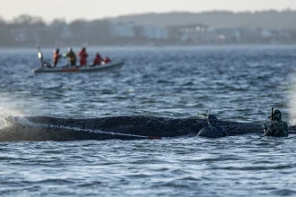 Buckelwal in der Wismarer Bucht gesichtet: Was bisher bekannt ist