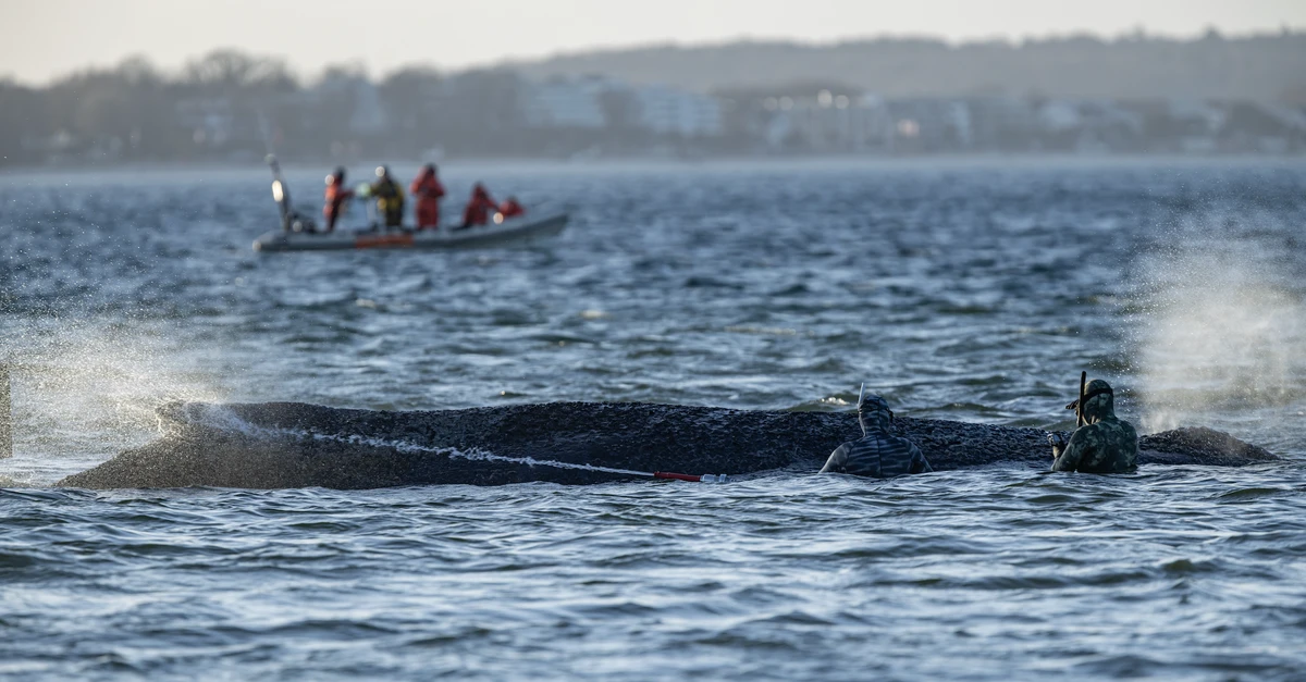 Buckelwal in der Wismarer Bucht gesichtet: Was bisher bekannt ist