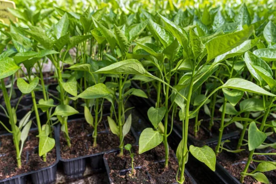 Wann Paprika säen in Deutschland 2026: genaue Termine und praktische Anleitung