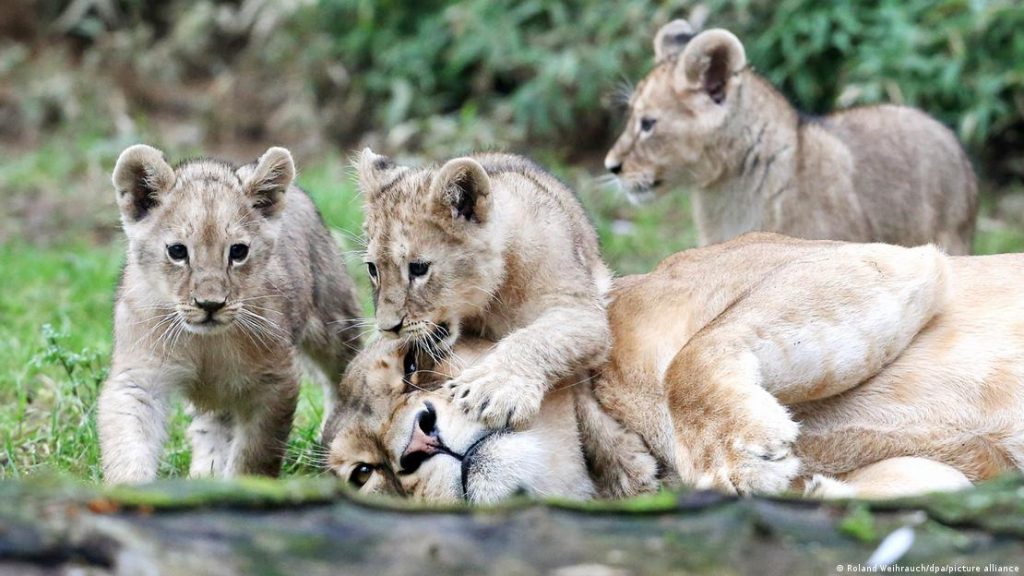 Beste Freizeitparks in Deutschland 2026: Gewinner der Parkscout Publikums Award