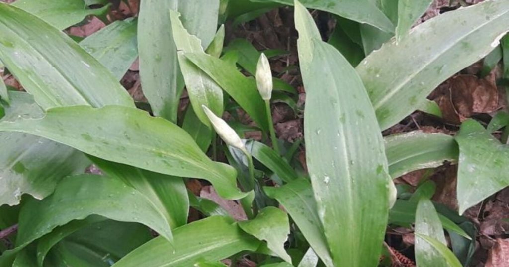 Bärlauch sammeln in SWR3Land: Regeln, Bußgelder und Gefahren 2026