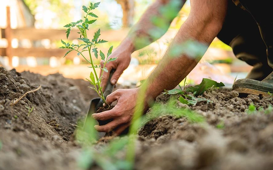 Welche Gartenarbeiten sind sonntags in Deutschland verboten – und welche erlaubt?
