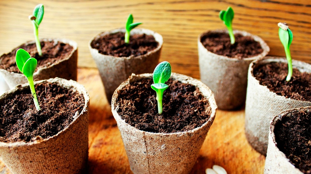 Die besten Gurkensorten in Deutschland 2026: Aussaat, Tipps und Termine