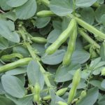 Bohnen aussäen in Deutschland: richtige Pflanzzeit und wichtige Hinweise