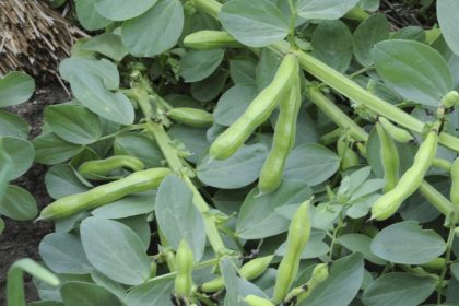 Bohnen aussäen in Deutschland: richtige Pflanzzeit und wichtige Hinweise