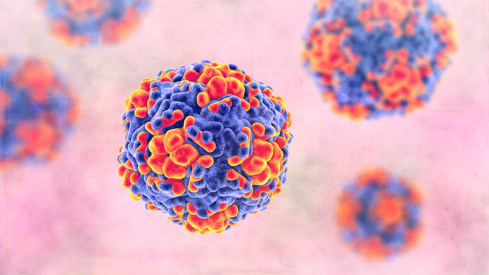 Bornavirus-Infektion in Oberbayern: Wie gefährlich ist die Krankheit wirklich.Symptome, Übertragung und Behandlung