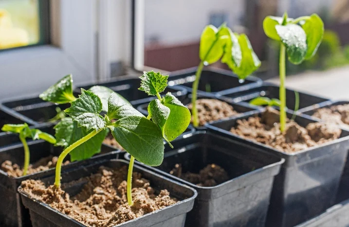 Die besten Gurkensorten in Deutschland 2026: Aussaat, Tipps und Termine