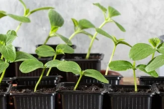 Die besten Gurkensorten in Deutschland 2026: Aussaat, Tipps und Termine