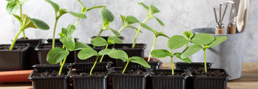 Die besten Gurkensorten in Deutschland 2026: Aussaat, Tipps und Termine