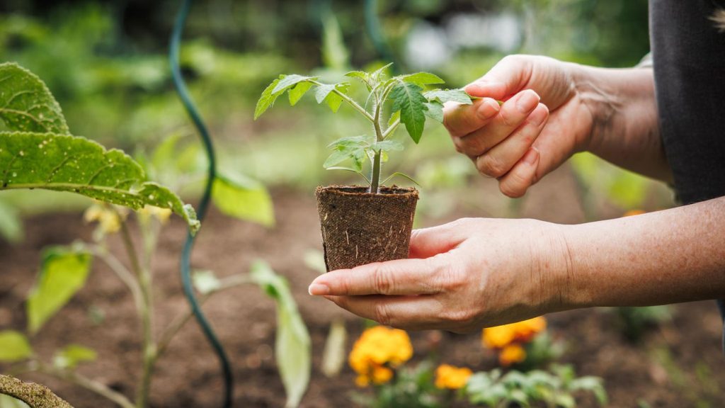 Welche Gartenarbeiten sind sonntags in Deutschland verboten – und welche erlaubt?