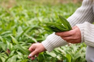 Bärlauch sammeln in SWR3Land: Regeln, Bußgelder und Gefahren 2026