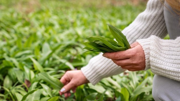 Bärlauch sammeln in SWR3Land: Regeln, Bußgelder und Gefahren 2026