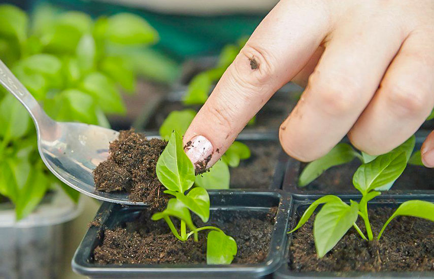 Wann Paprika säen in Deutschland 2026: genaue Termine und praktische Anleitung