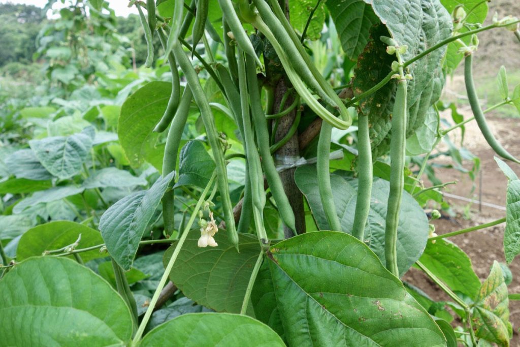 Bohnen aussäen in Deutschland: richtige Pflanzzeit und wichtige Hinweise