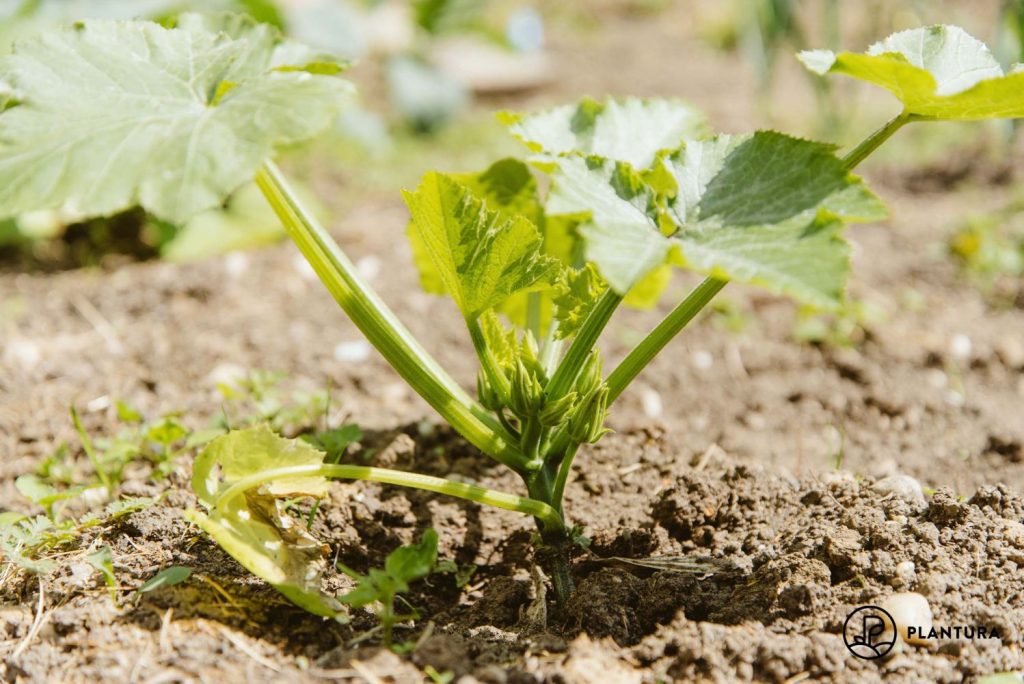 Wann Zucchini in Deutschland 2026 pflanzen: Sorten und Tipps. Was jetzt wichtig ist
