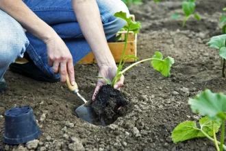 Wann Zucchini in Deutschland 2026 pflanzen: Sorten und Tipps. Was jetzt wichtig ist