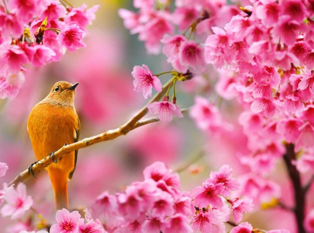 Wetterprognose für die Woche 20–26 April 2026 in Deutschland: was erwartet uns