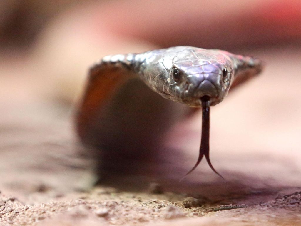 Deutscher Tourist stirbt nach Schlangenbiss im Ägyptenhotel – Polizei ermittelt