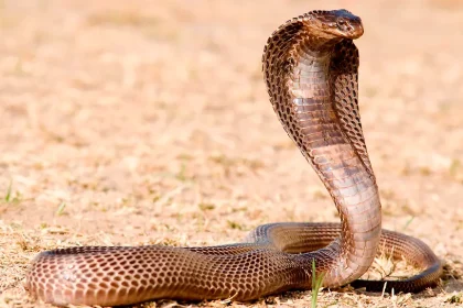 Deutscher Tourist stirbt nach Schlangenbiss im Ägyptenhotel – Polizei ermittelt