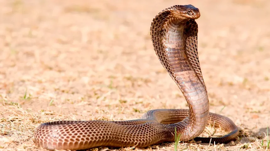 Deutscher Tourist stirbt nach Schlangenbiss im Ägyptenhotel – Polizei ermittelt