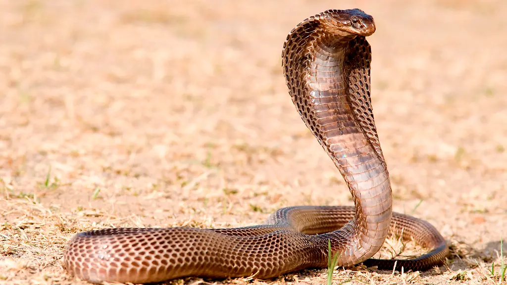 Deutscher Tourist stirbt nach Schlangenbiss im Ägyptenhotel – Polizei ermittelt