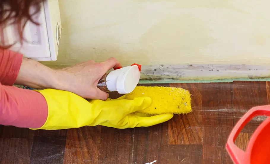 Schimmel in der Wohnung entfernen: Ursachen, Hausmittel und wann der Vermieter zahlt