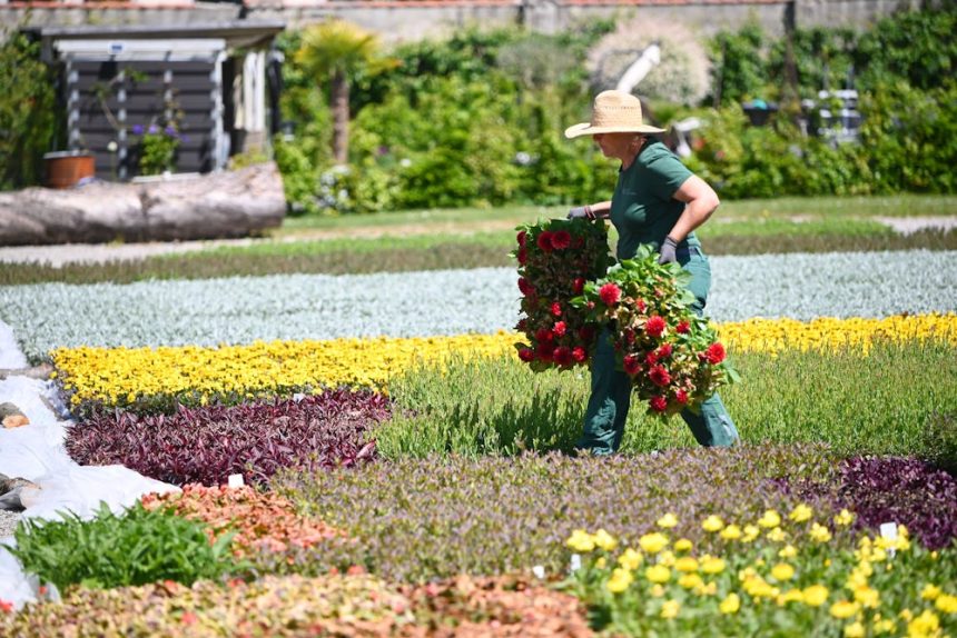 Garten im Frühling: Welche Pflanzen erst nach den Eisheiligen ins Freie sollten