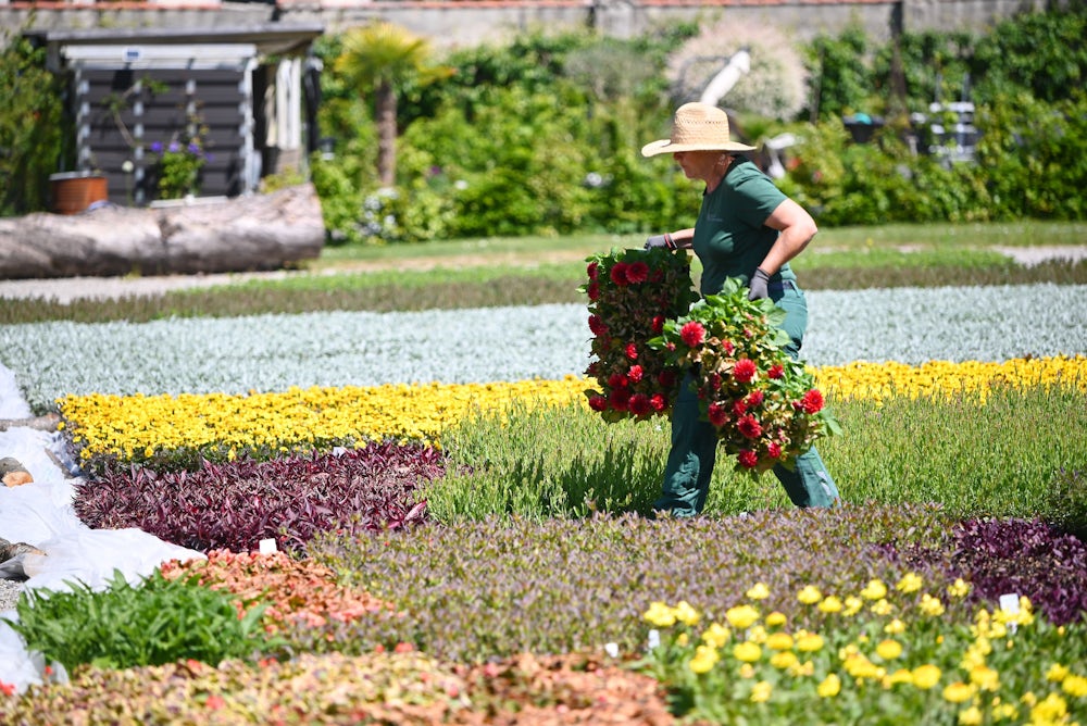 Garten im Frühling: Welche Pflanzen erst nach den Eisheiligen ins Freie sollten