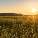 Pfingstwetter 2026: Warum Deutschland plötzlich Badewetter erleben könnte