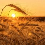 Wetter im August 2026 in Deutschland: Prognose, ob starke Hitze kommt