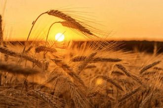 Wetter im August 2026 in Deutschland: Prognose, ob starke Hitze kommt