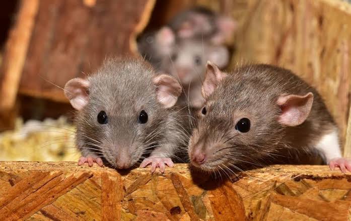Ratteninvasion in Hameln: Ursachen, Risiken für die Bevölkerung und wirksamer Schutz