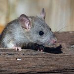 Ratteninvasion in Hameln: Ursachen, Risiken für die Bevölkerung und wirksamer Schutz
