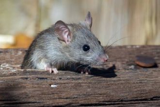 Ratteninvasion in Hameln: Ursachen, Risiken für die Bevölkerung und wirksamer Schutz