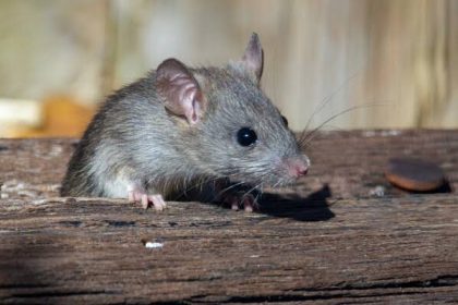 Ratteninvasion in Hameln: Ursachen, Risiken für die Bevölkerung und wirksamer Schutz