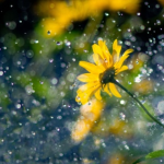 Sankt Afra und das Wetter. Was die Regenregel für Deutschland bedeutet zum 7. August