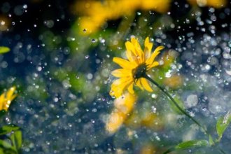 Sankt Afra und das Wetter. Was die Regenregel für Deutschland bedeutet zum 7. August