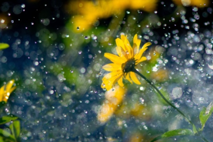 Sankt Afra und das Wetter. Was die Regenregel für Deutschland bedeutet zum 7. August