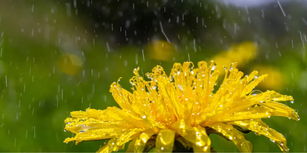 Sankt Afra und das Wetter. Was die Regenregel für Deutschland bedeutet zum 7. August