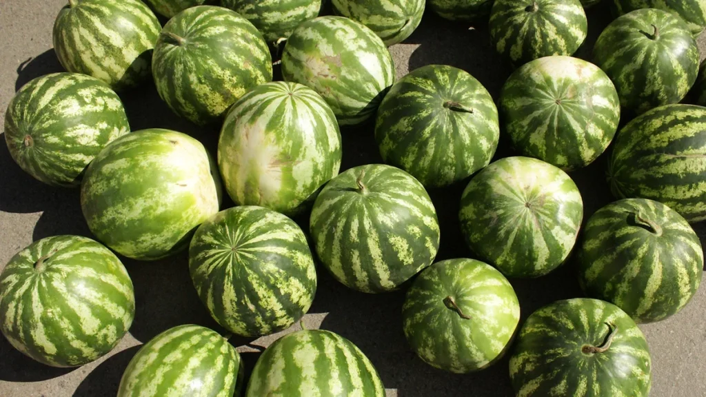 Reife Wassermelone erkennen: Farbe, Gewicht und Klang richtig deuten