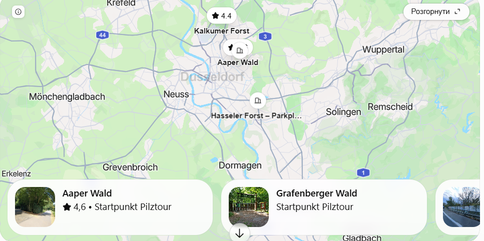 Pilze sammeln in Düsseldorf 2026: Diese Wälder kommen infrage
