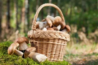 Pilze sammeln in Hamburg 2026: Diese Wälder eignen sich für eine Herbsttour, beste Routen und Anfahrt